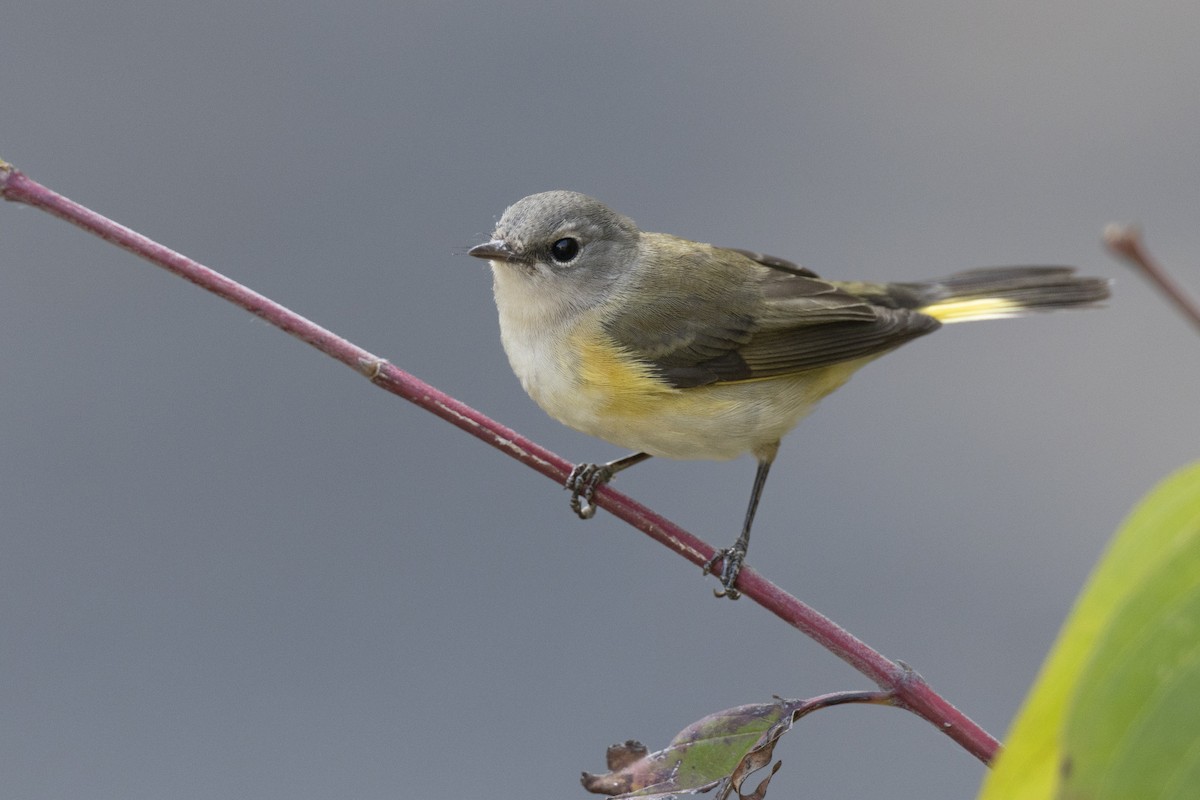 American Redstart - ML646444624