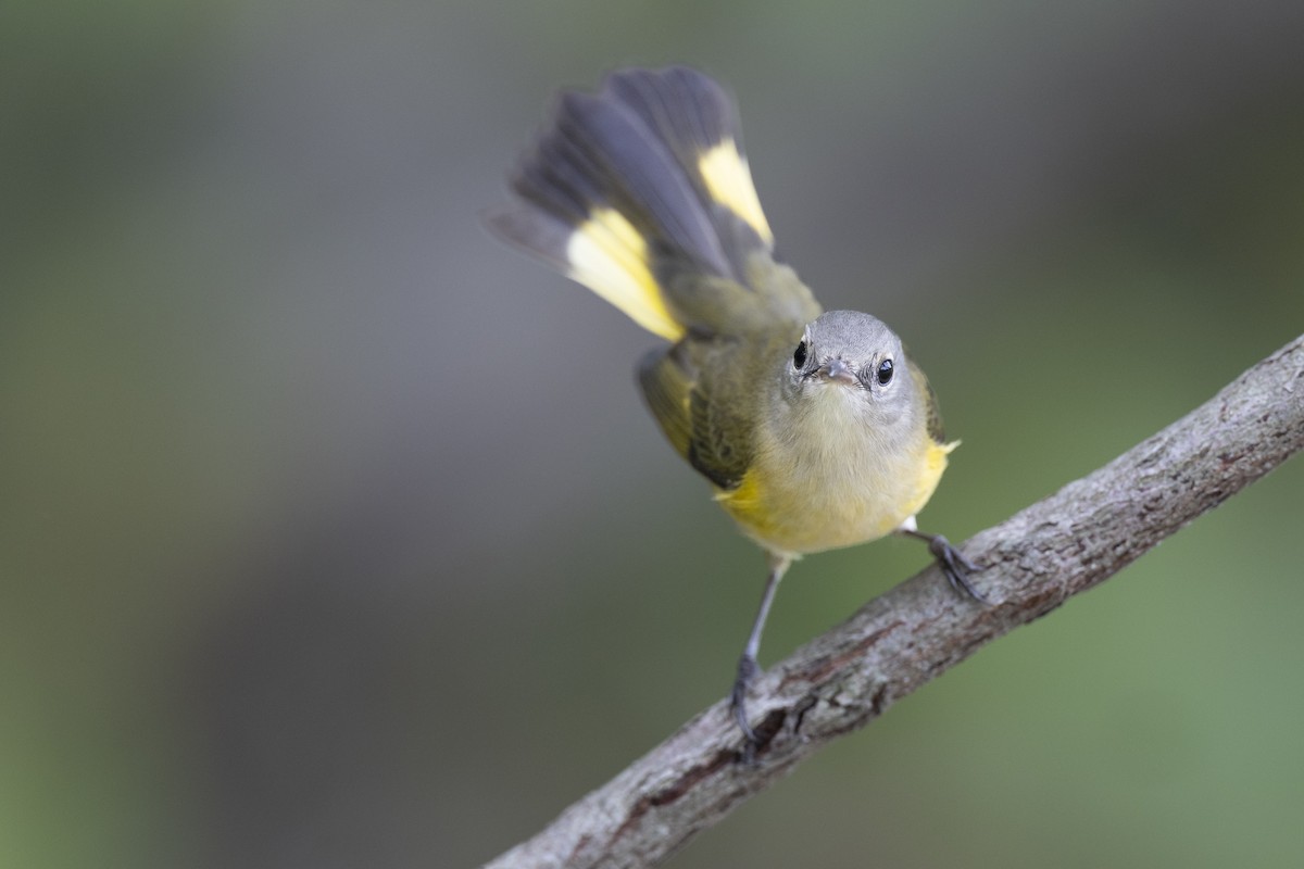 American Redstart - ML646444625