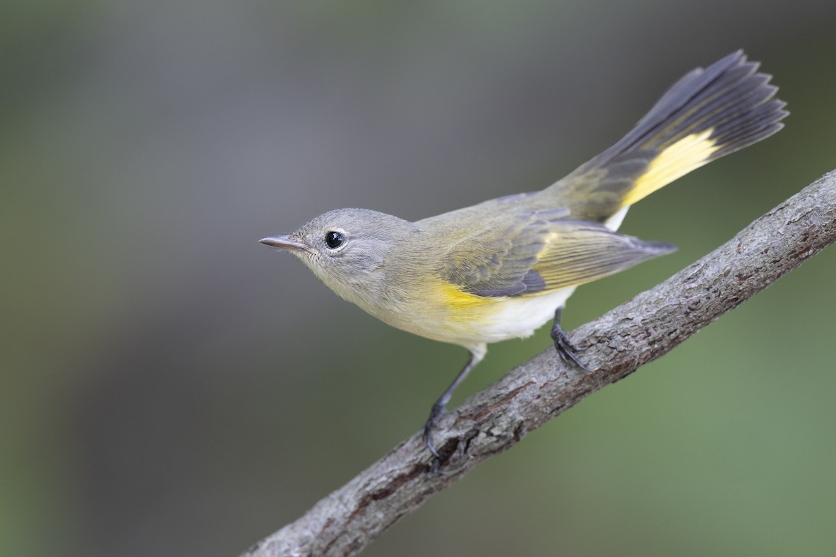 American Redstart - ML646444626
