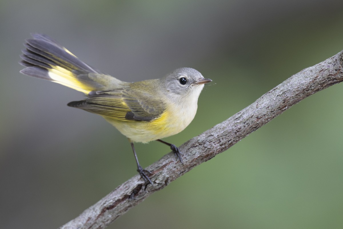 American Redstart - ML646444627