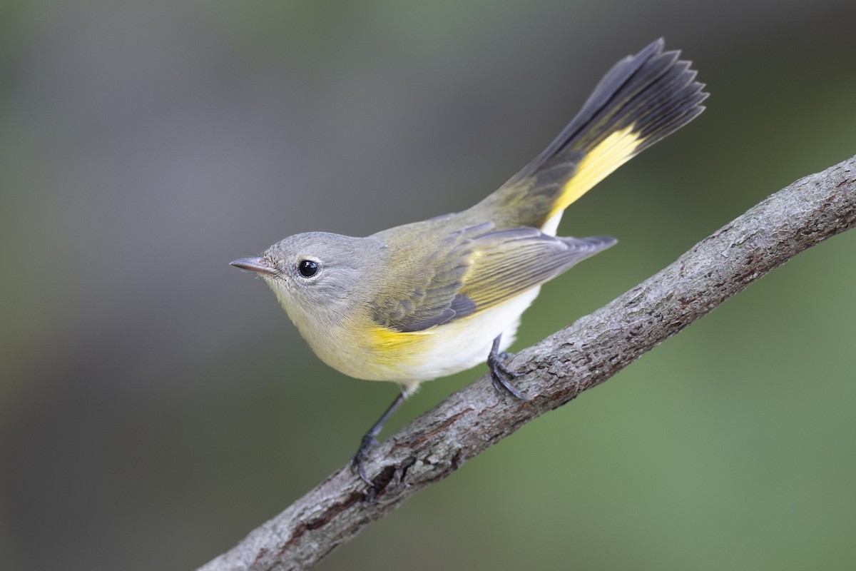 American Redstart - ML646444628