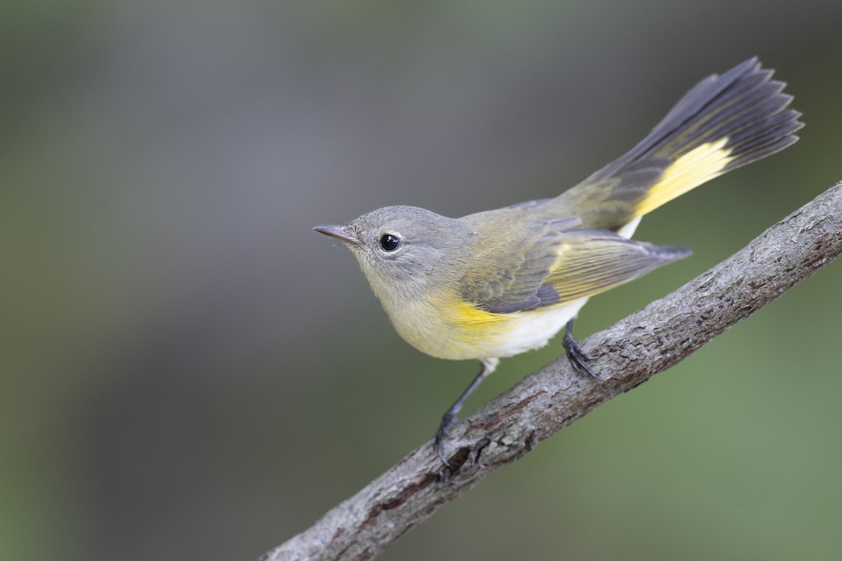 American Redstart - ML646444629