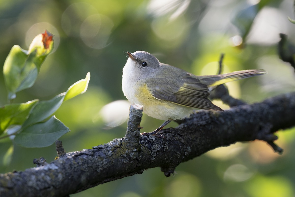 American Redstart - ML646444630