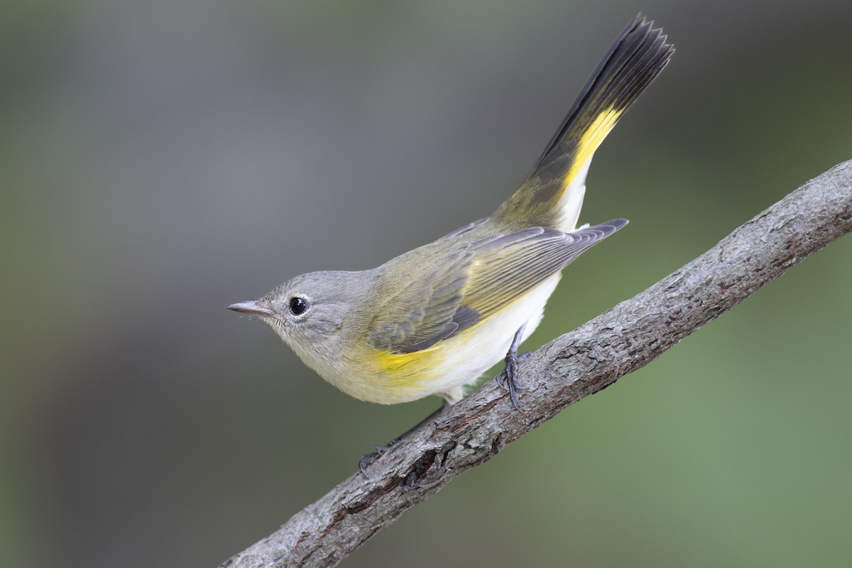 American Redstart - ML646444632