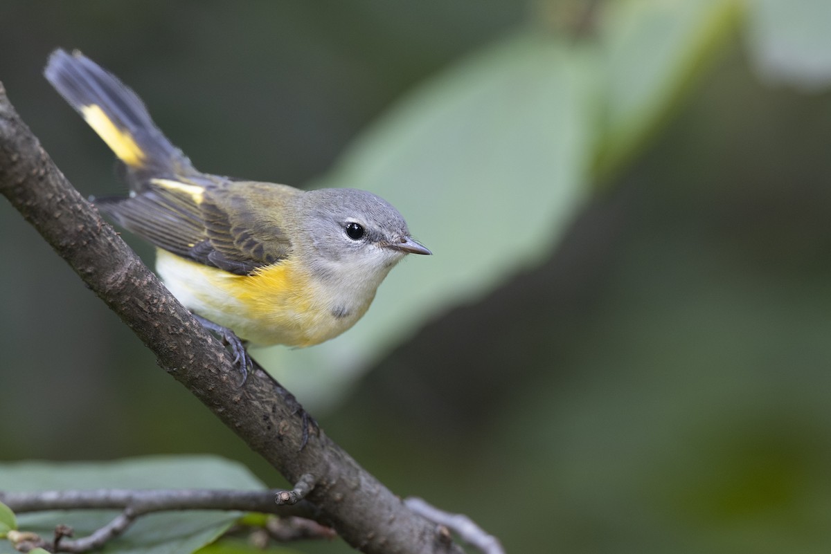 American Redstart - ML646444633