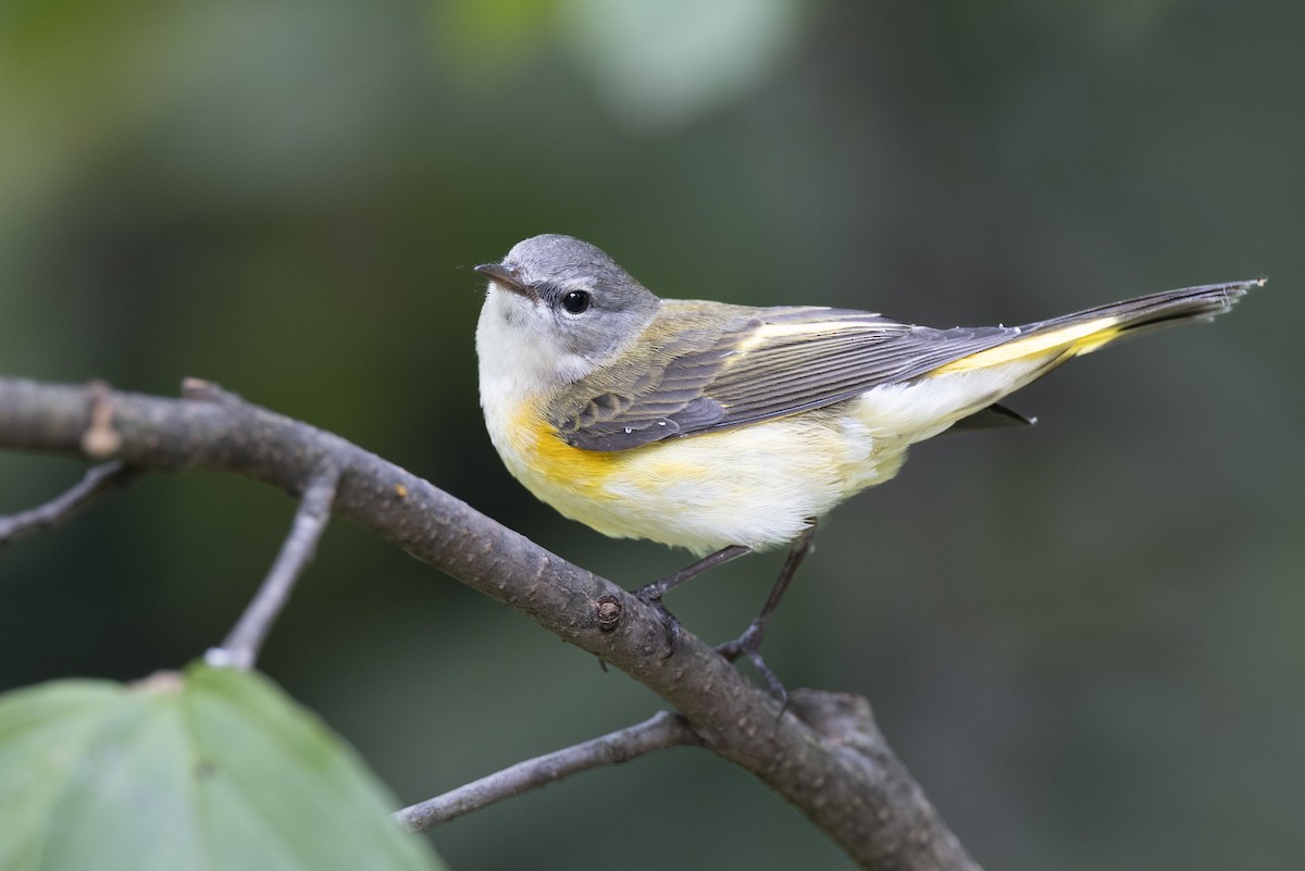 American Redstart - ML646444634