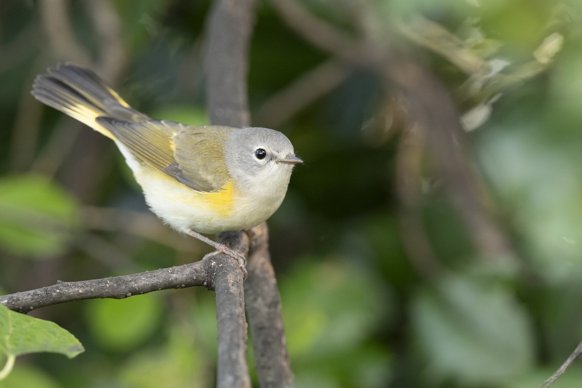 American Redstart - ML646444636