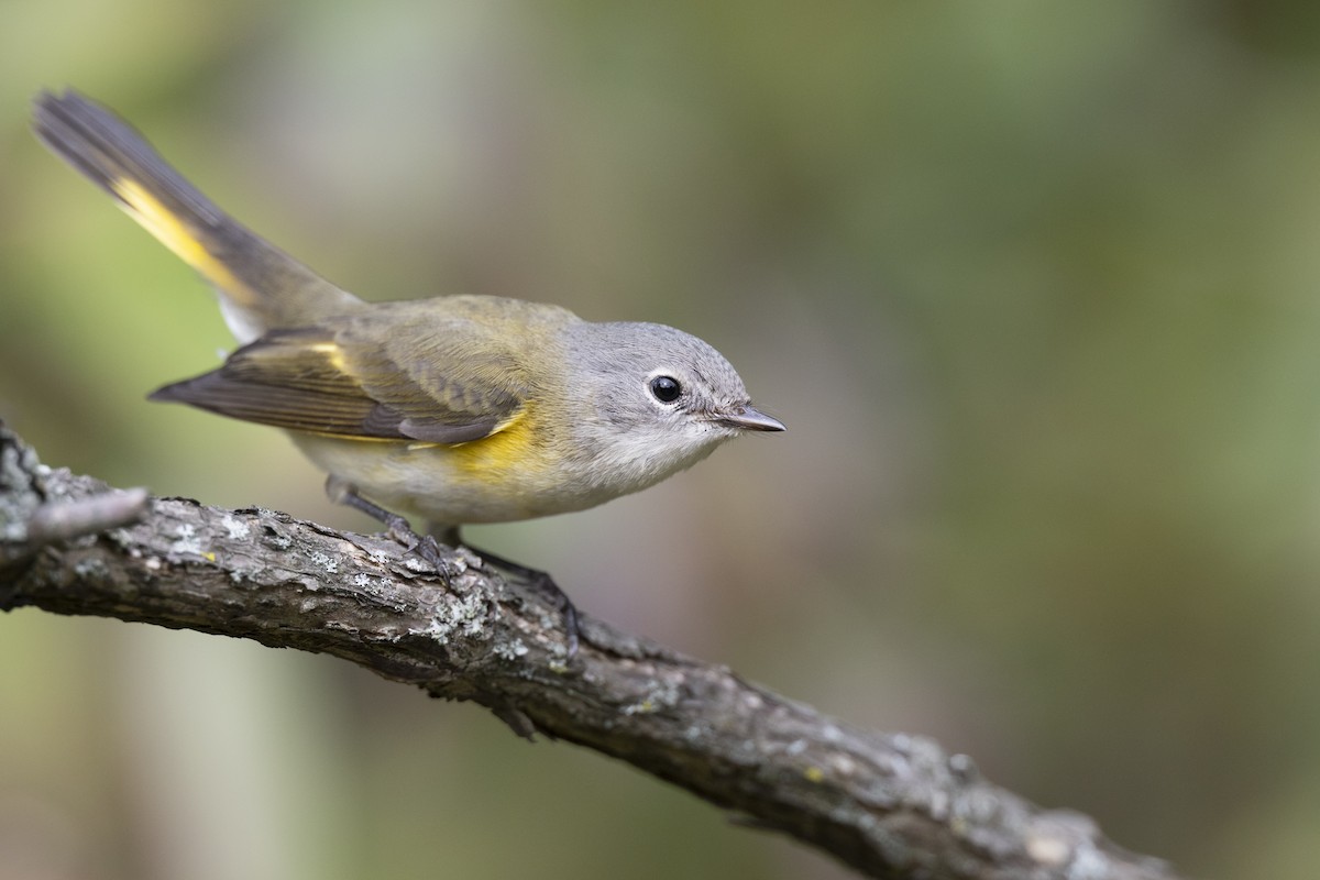 American Redstart - ML646444637