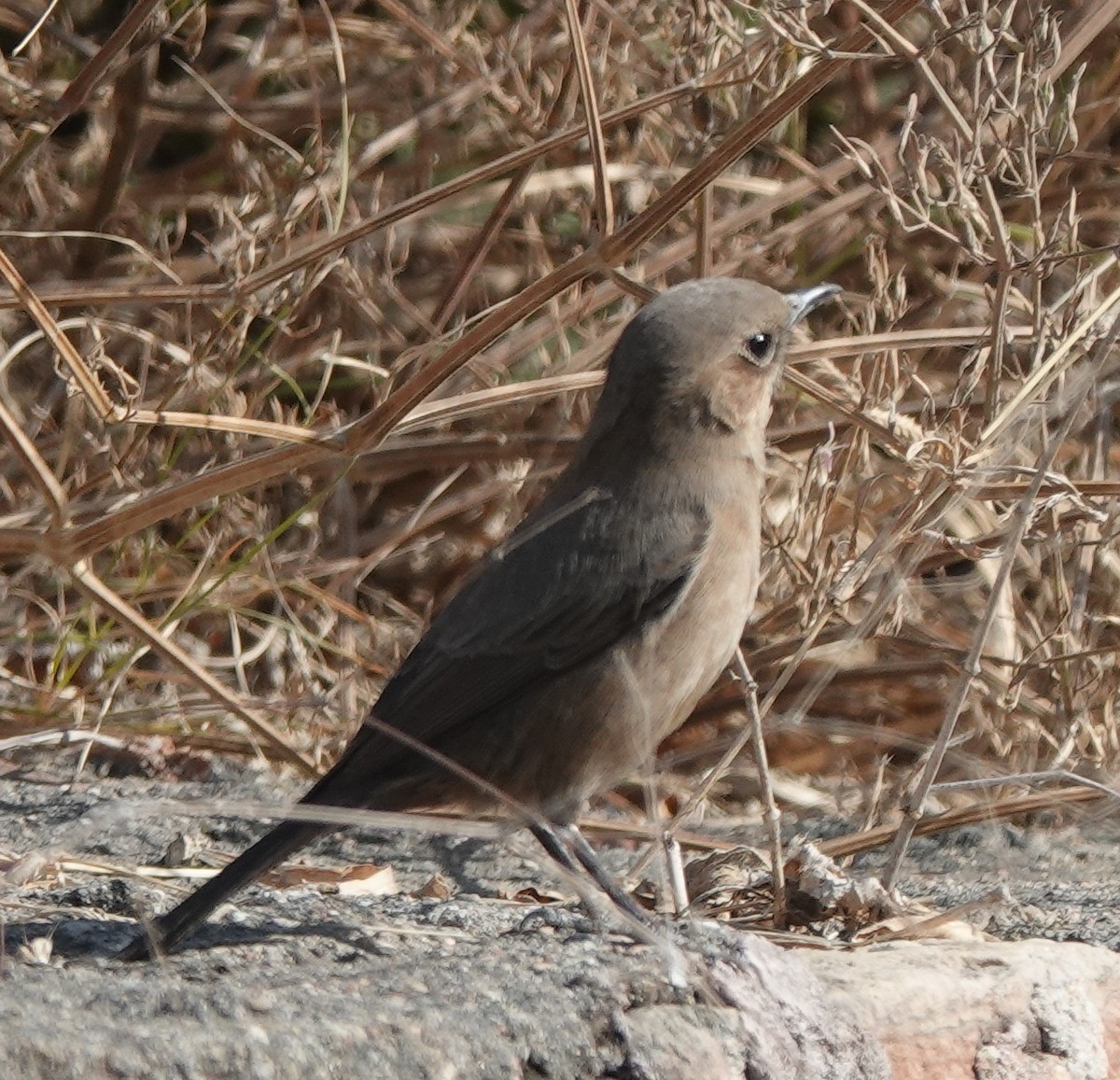 Brown Rock Chat - ML646444639