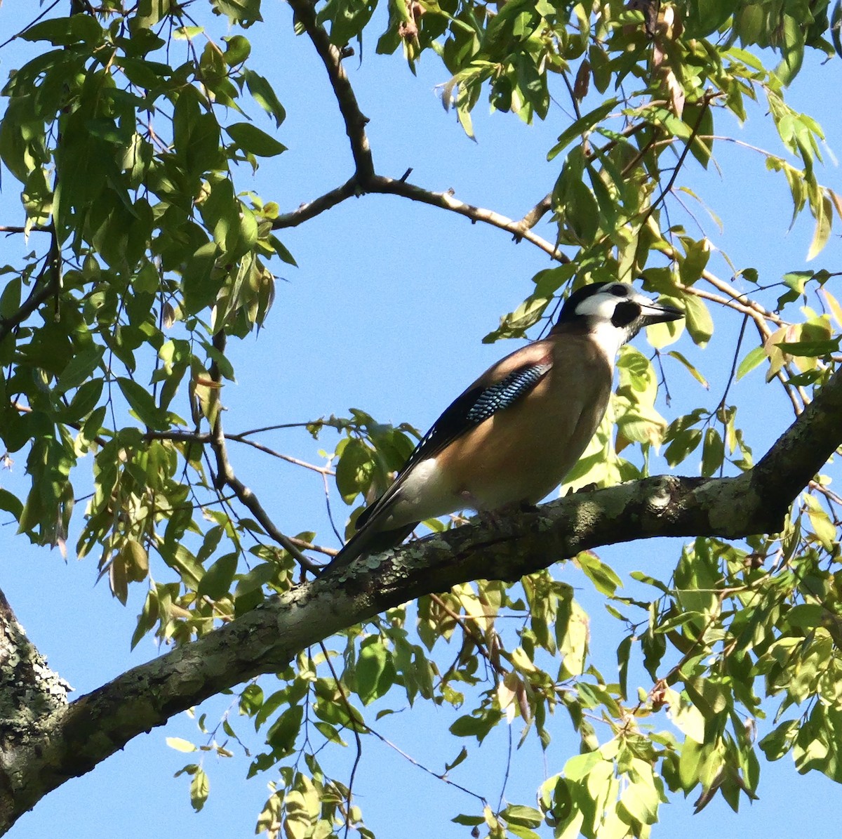 Eurasian Jay (White-faced) - ML646444641