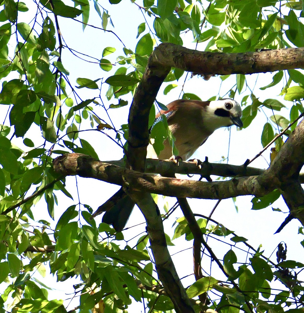 Eurasian Jay (White-faced) - ML646444642