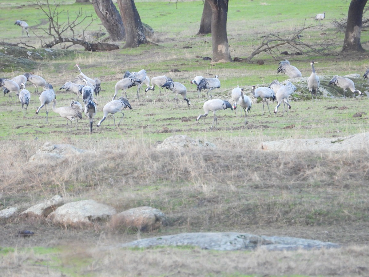 Common Crane - ML646444644