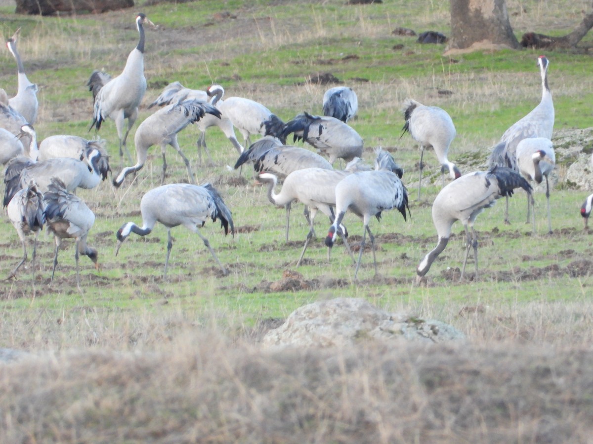 Common Crane - ML646444645