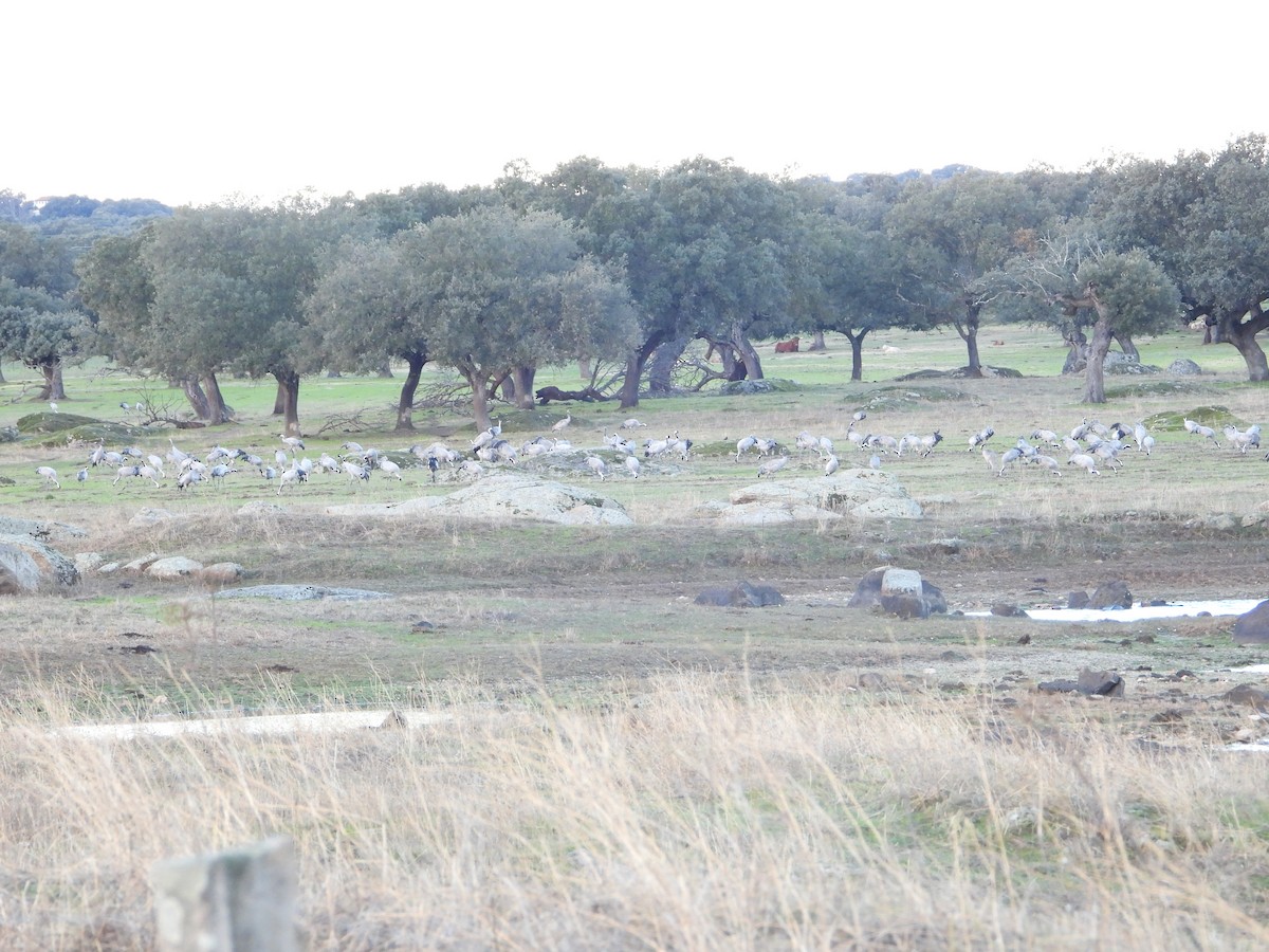 Common Crane - ML646444646