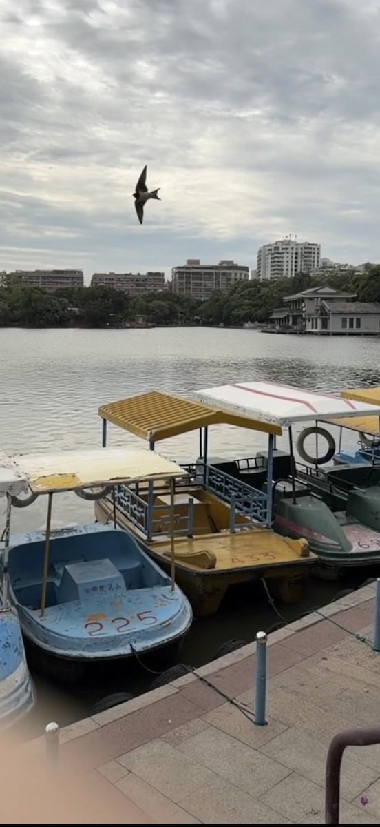 vlaštovka obecná - ML646444649