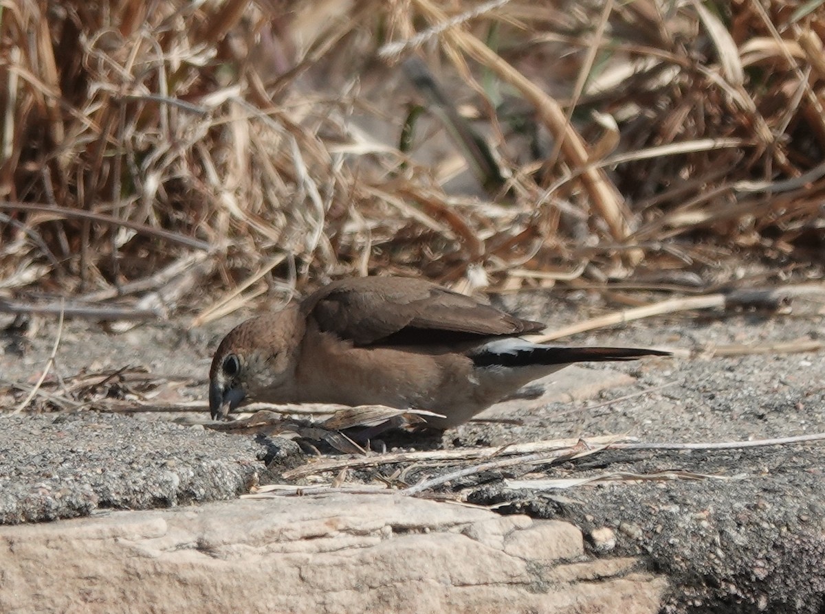 白喉文鳥 - ML646444651