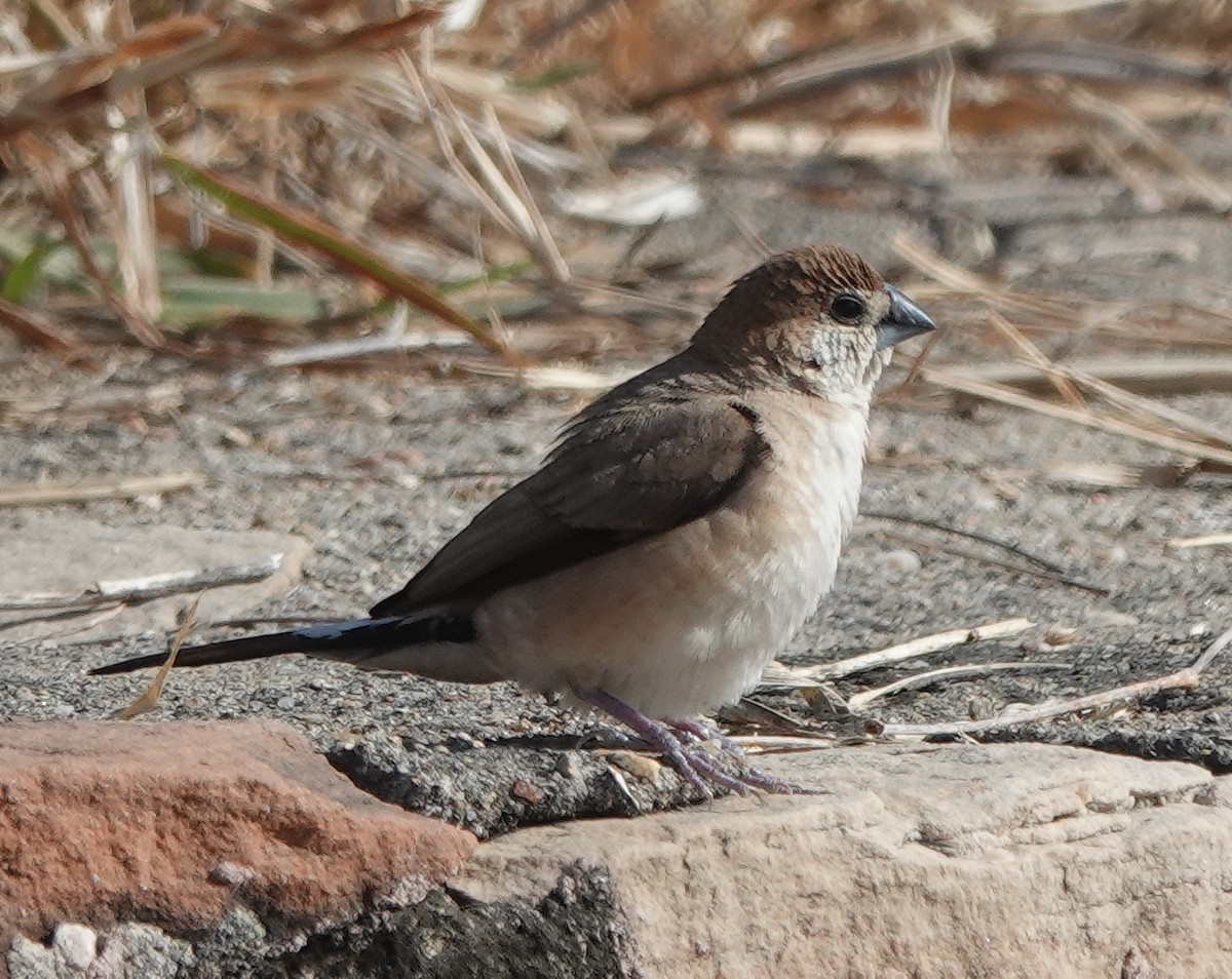 白喉文鳥 - ML646444652