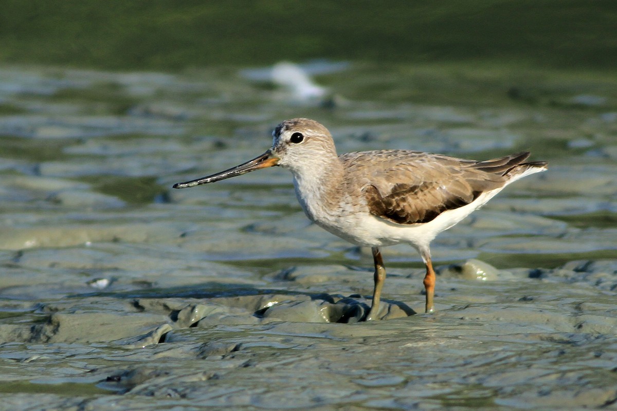 Piro piro del Terek - ML646444655