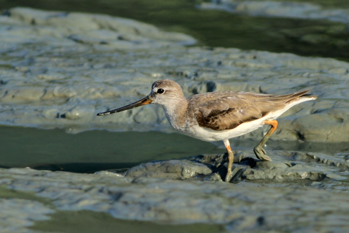 Piro piro del Terek - ML646444656