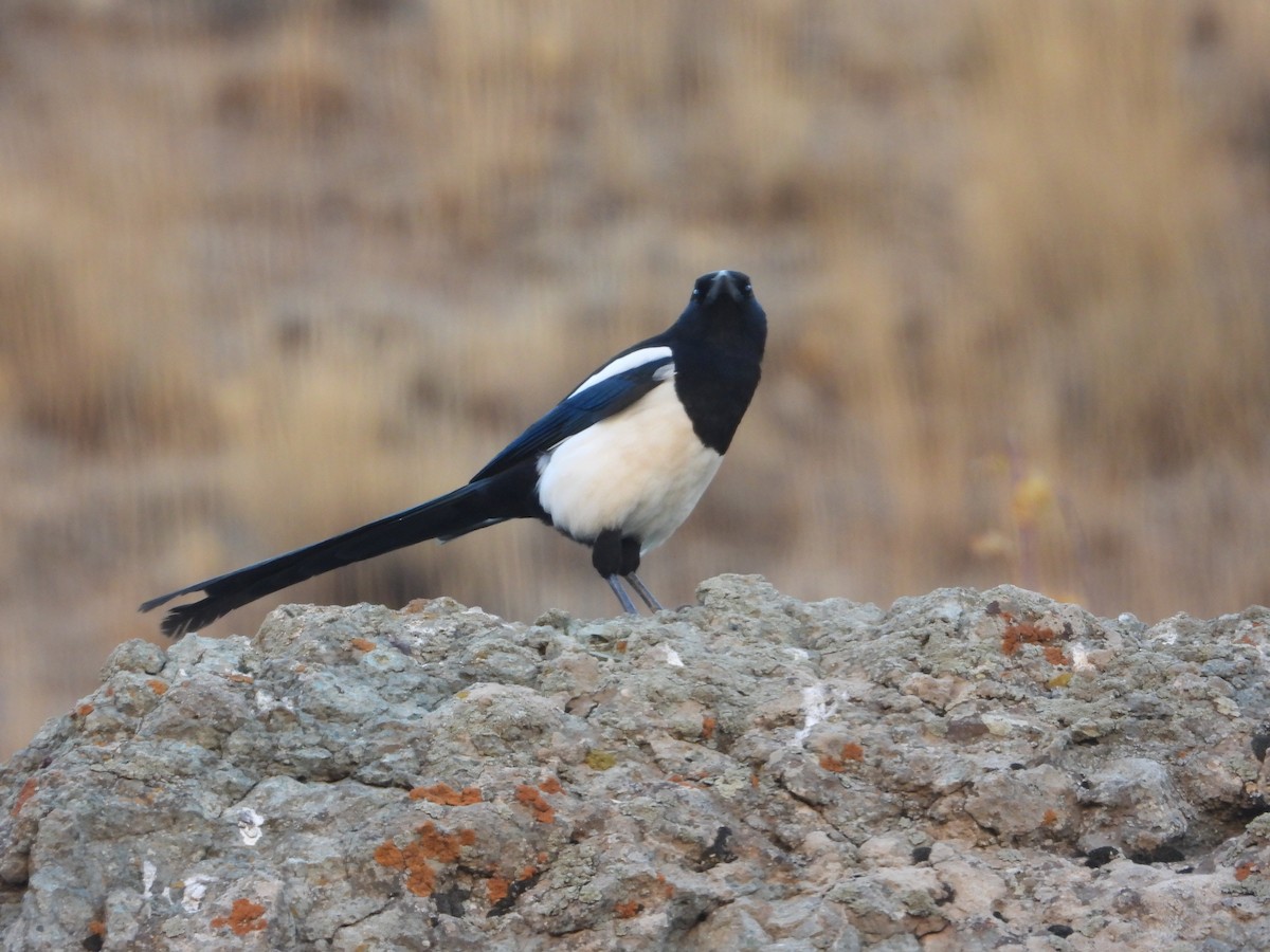 Eurasian Magpie - ML646444658