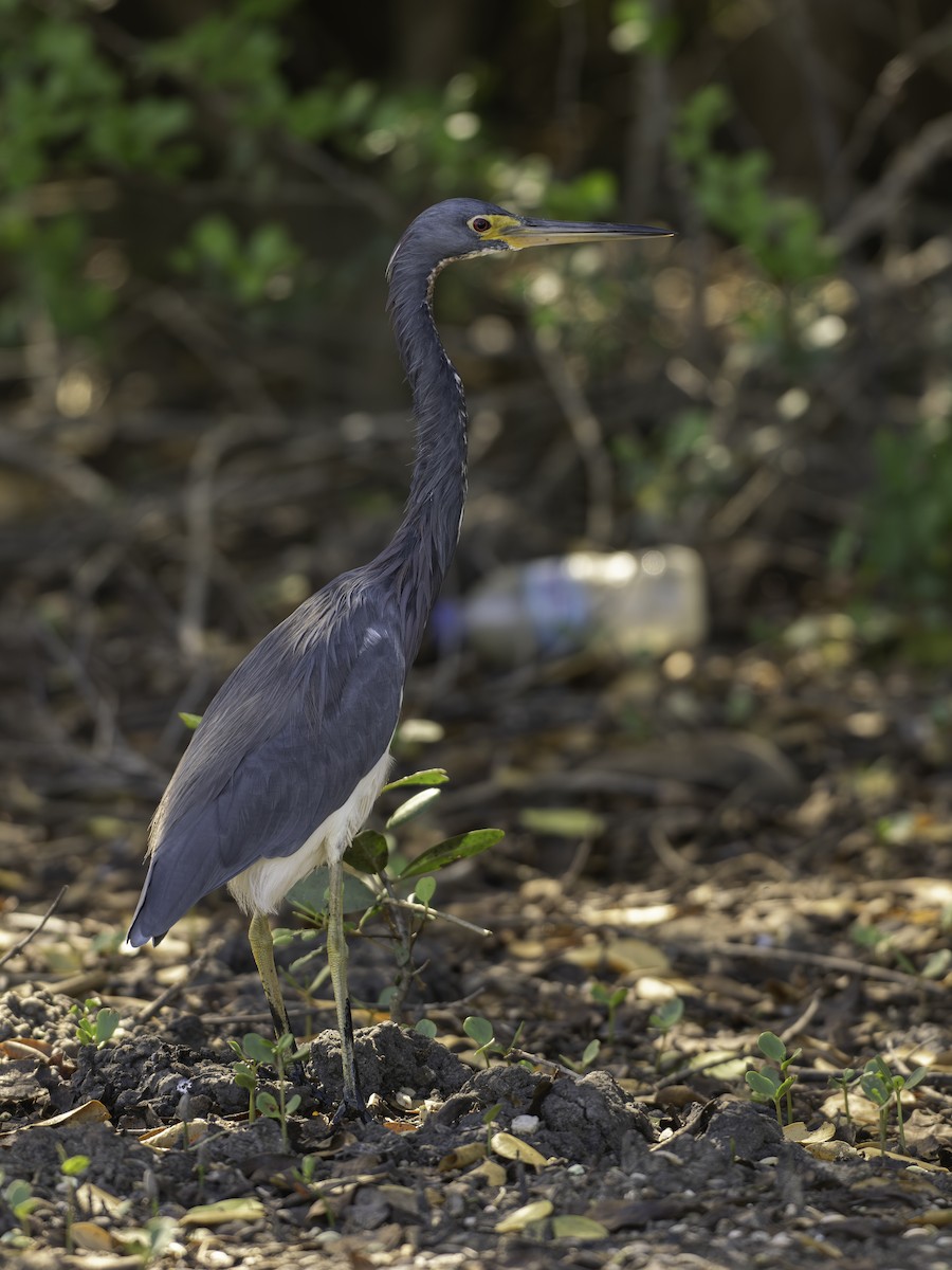 Aigrette tricolore - ML646444663