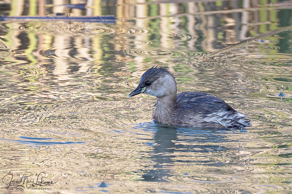 Little Grebe - ML646444664