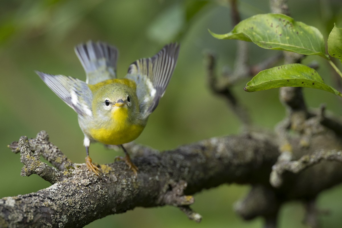 Northern Parula - ML646444666