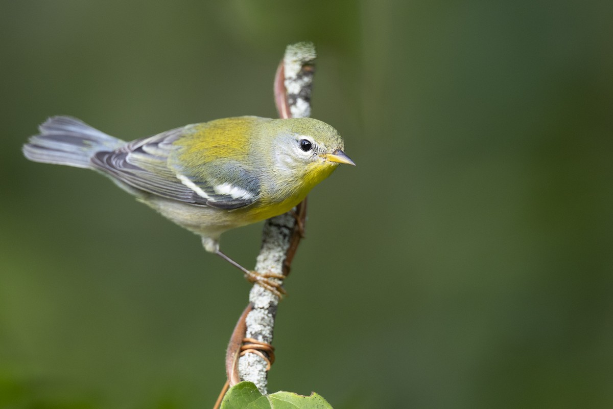 Northern Parula - ML646444668