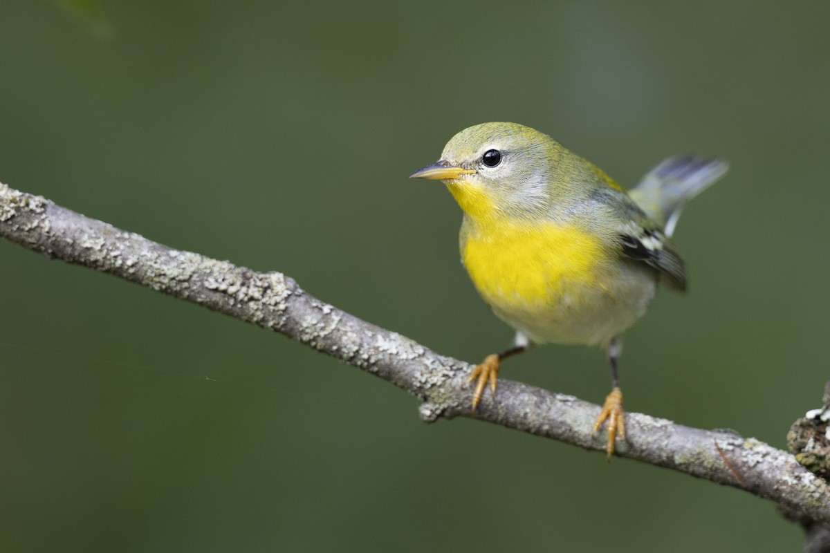 Northern Parula - ML646444670