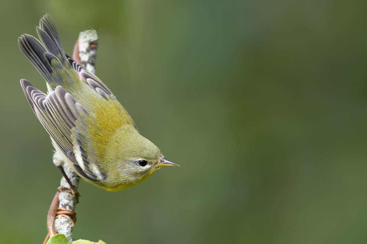 Northern Parula - ML646444671