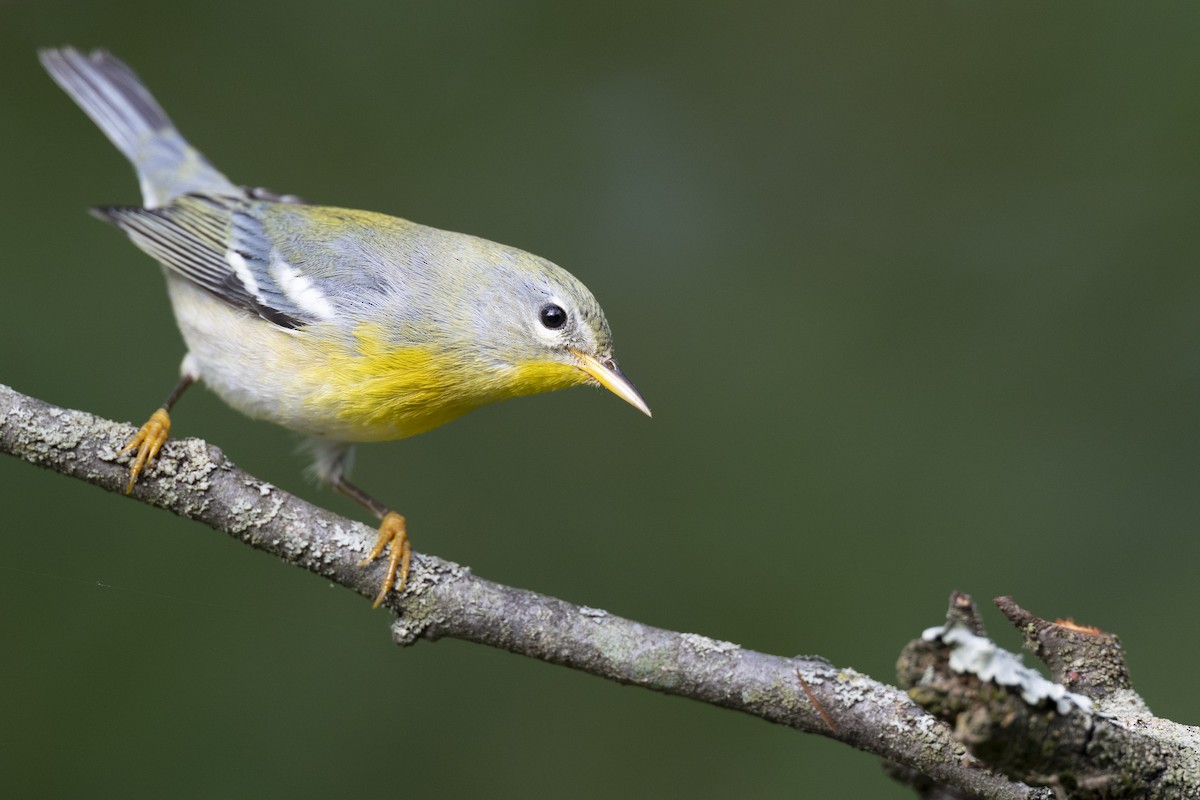 Northern Parula - ML646444672