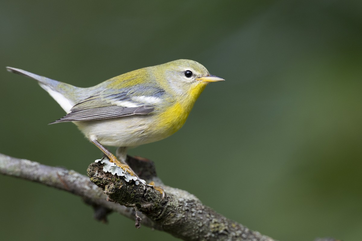 Northern Parula - ML646444673