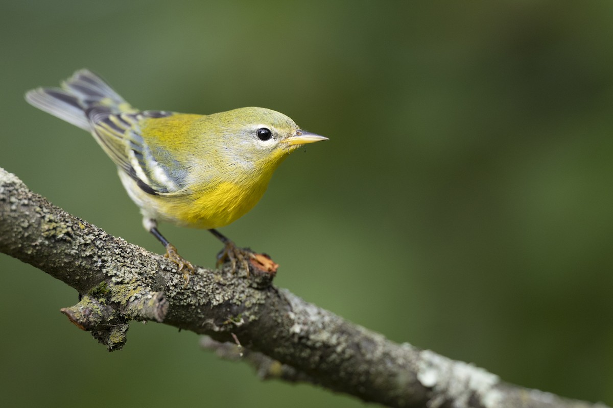 Northern Parula - ML646444674