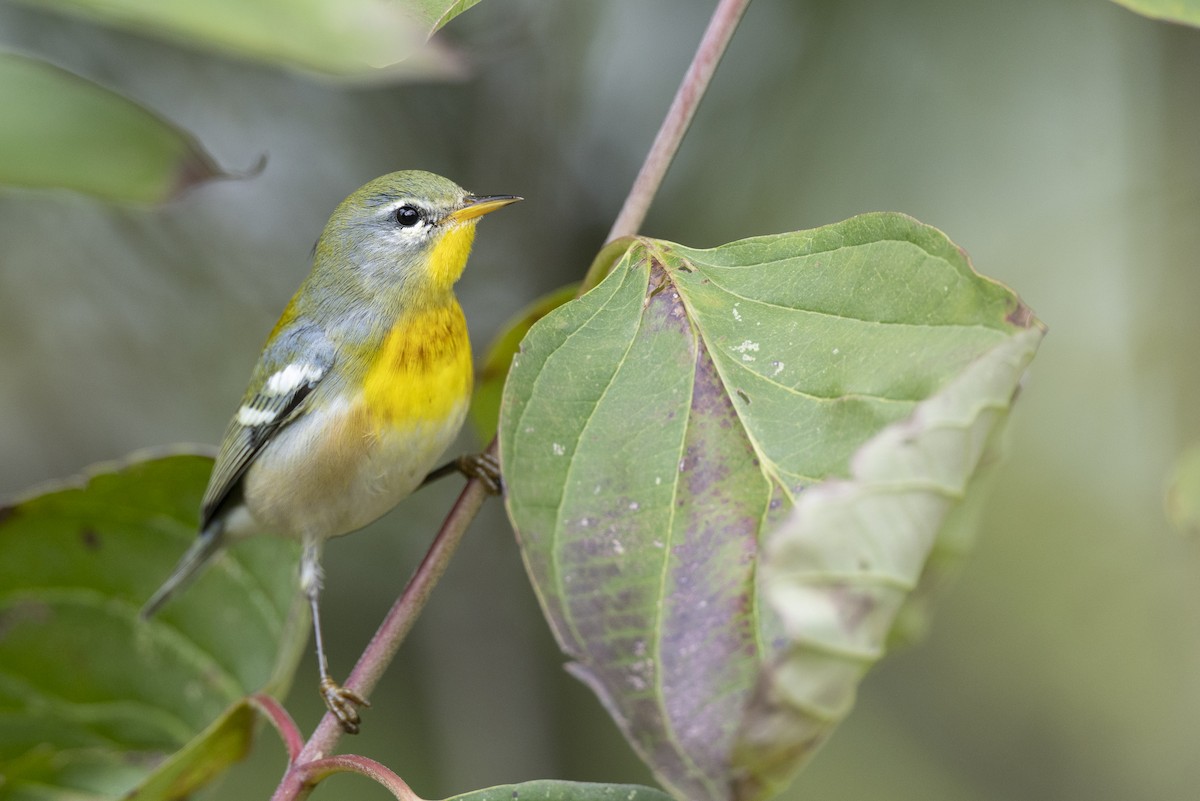 Northern Parula - ML646444675