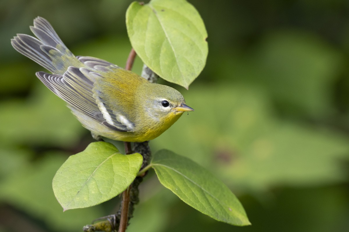 Northern Parula - ML646444676