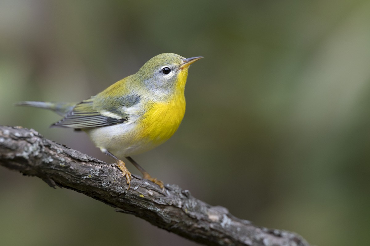 Northern Parula - ML646444677