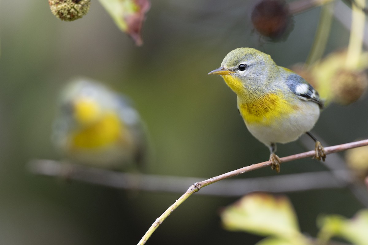 Northern Parula - ML646444678