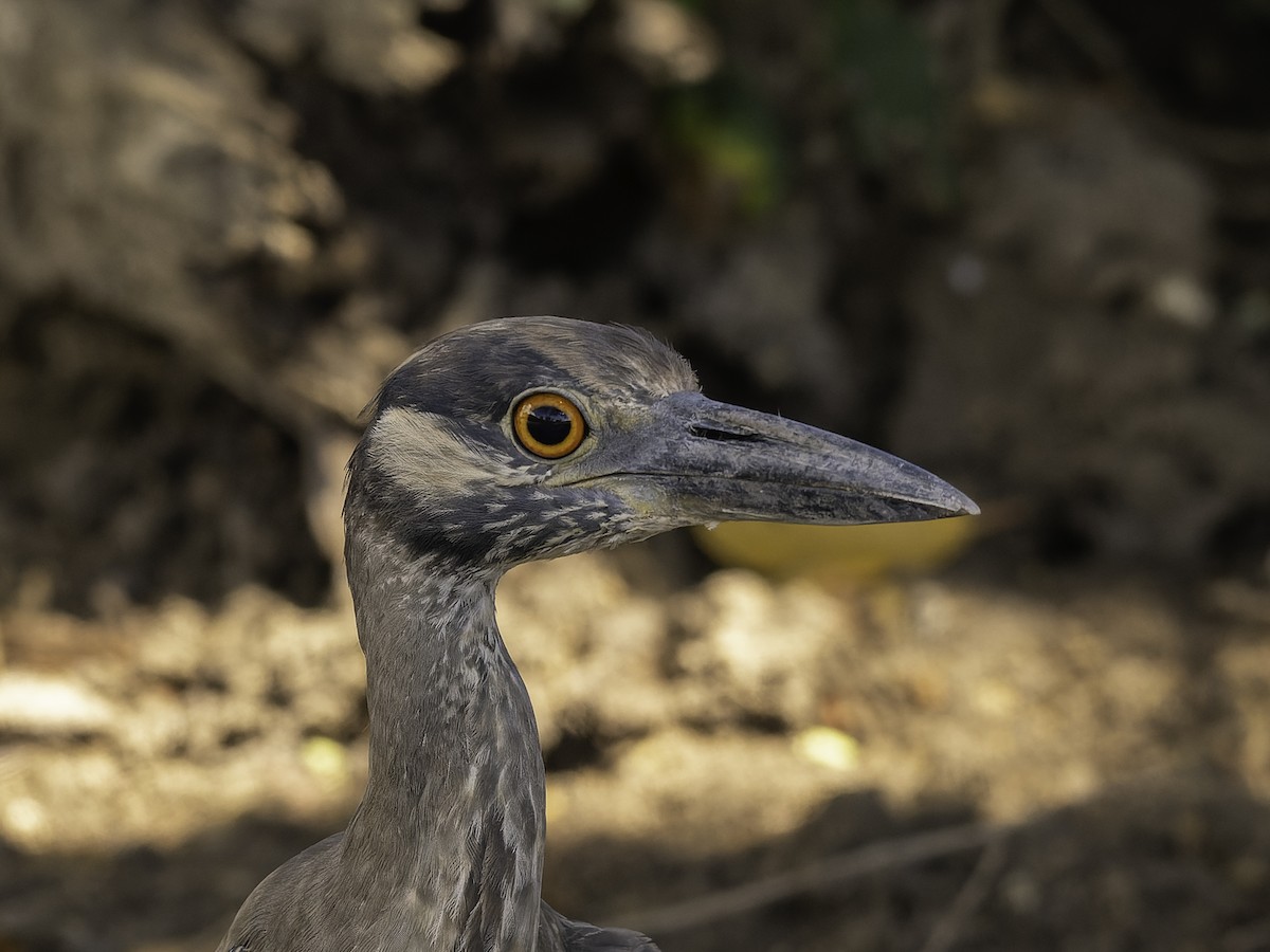 kvakoš žlutočelý - ML646444679