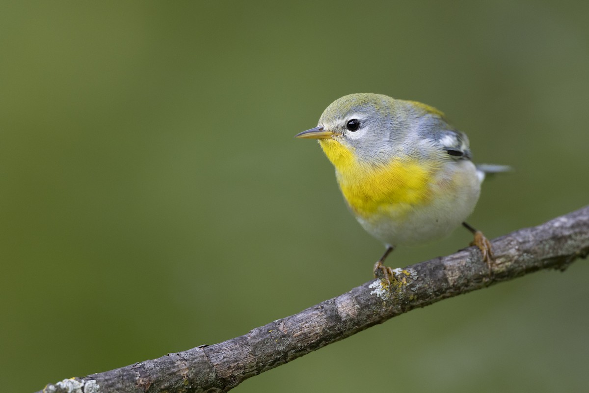 Northern Parula - ML646444680