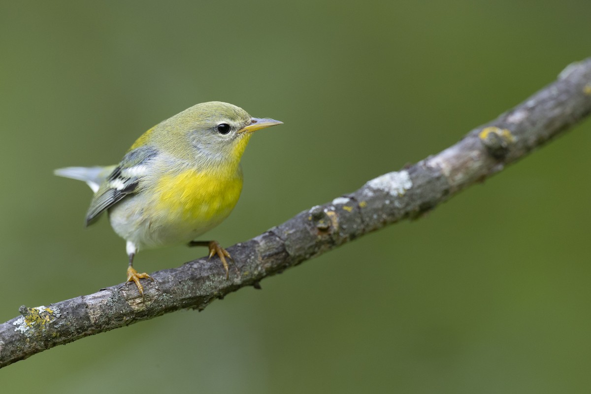 Northern Parula - ML646444681
