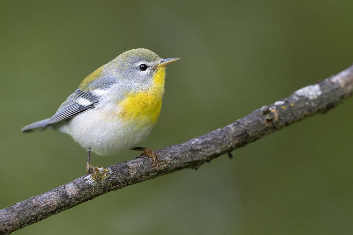Northern Parula - ML646444682
