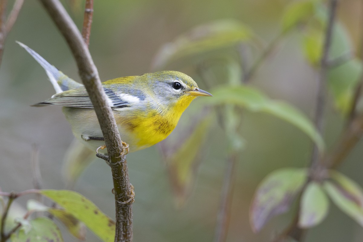 Northern Parula - ML646444683