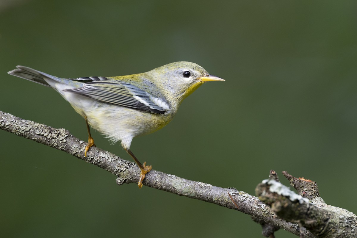 Northern Parula - ML646444684