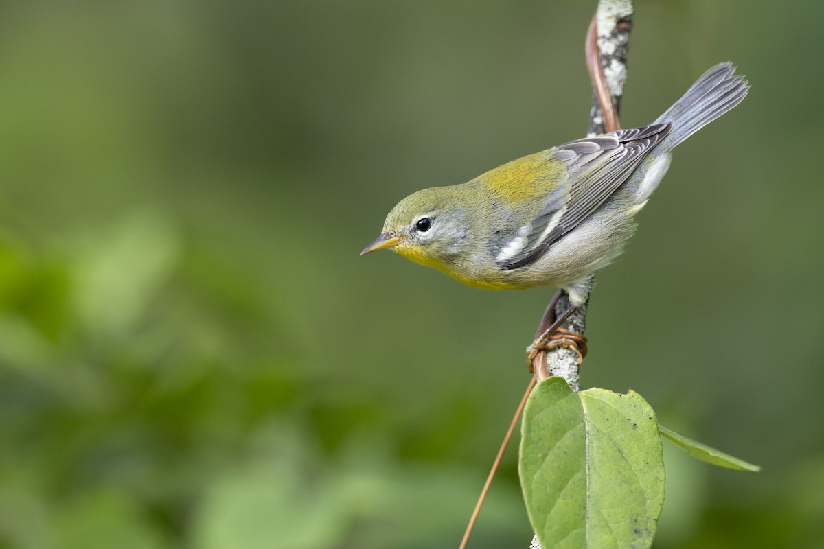 Northern Parula - ML646444685