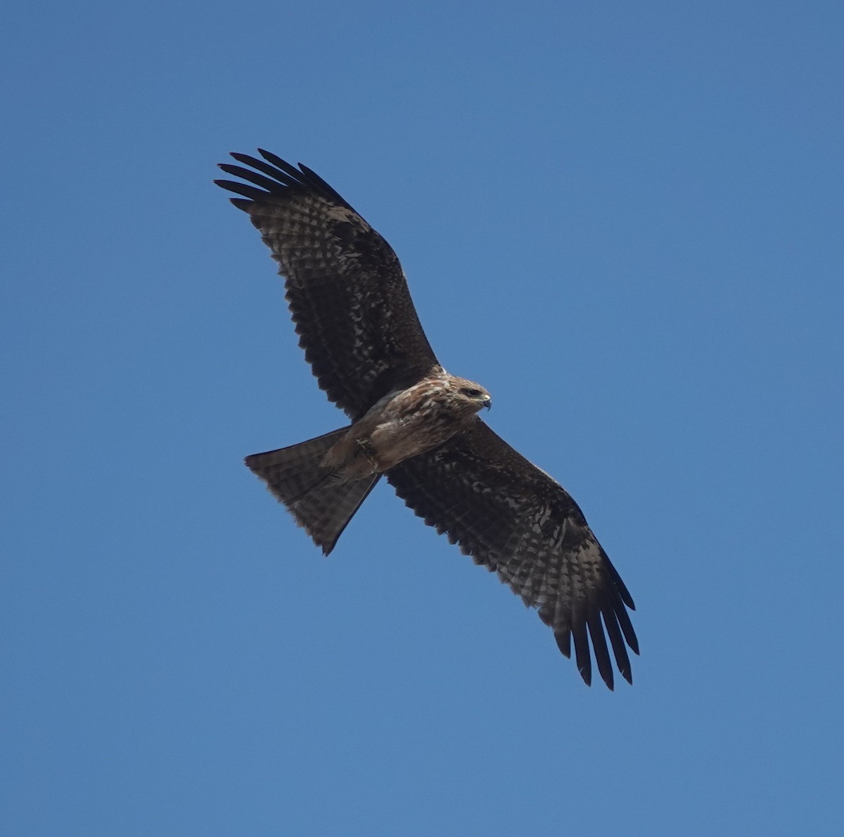 黑鳶 - ML646444687