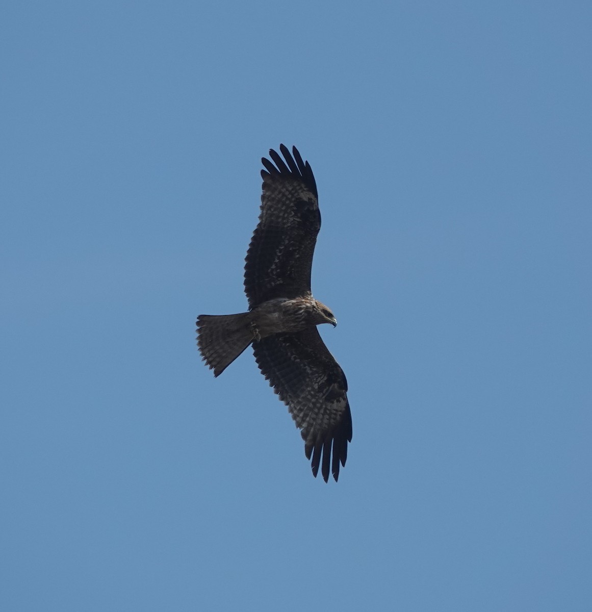 黑鳶 - ML646444688