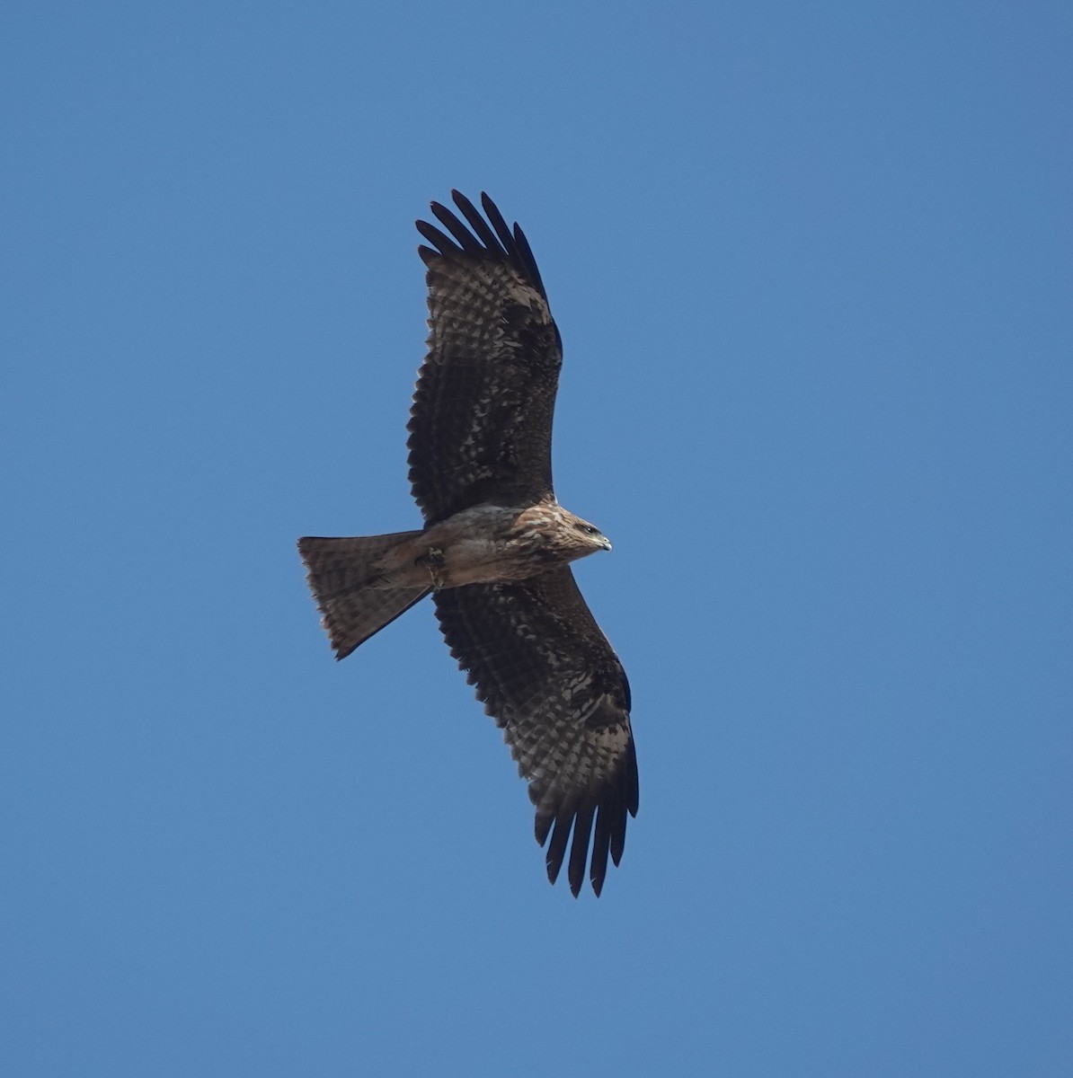 黑鳶 - ML646444689