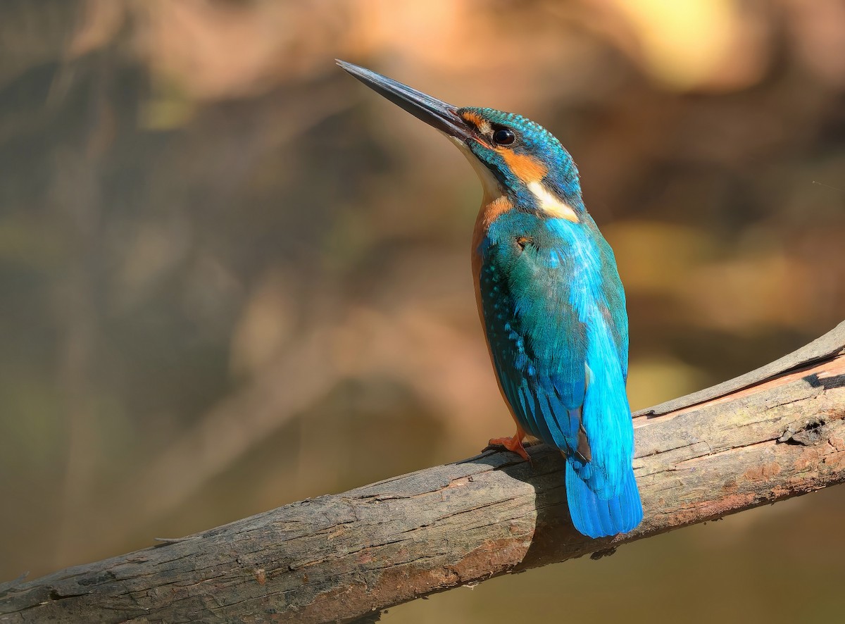 Common Kingfisher - ML646444697