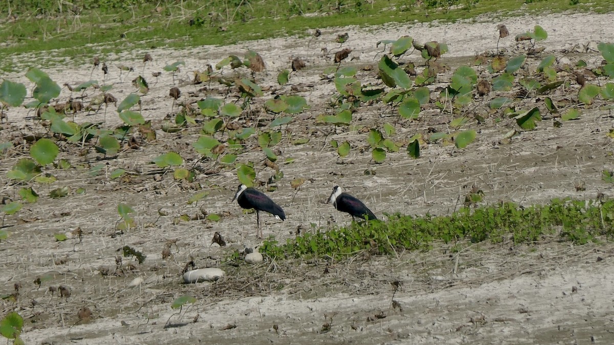 Asian Woolly-necked Stork - ML646444698