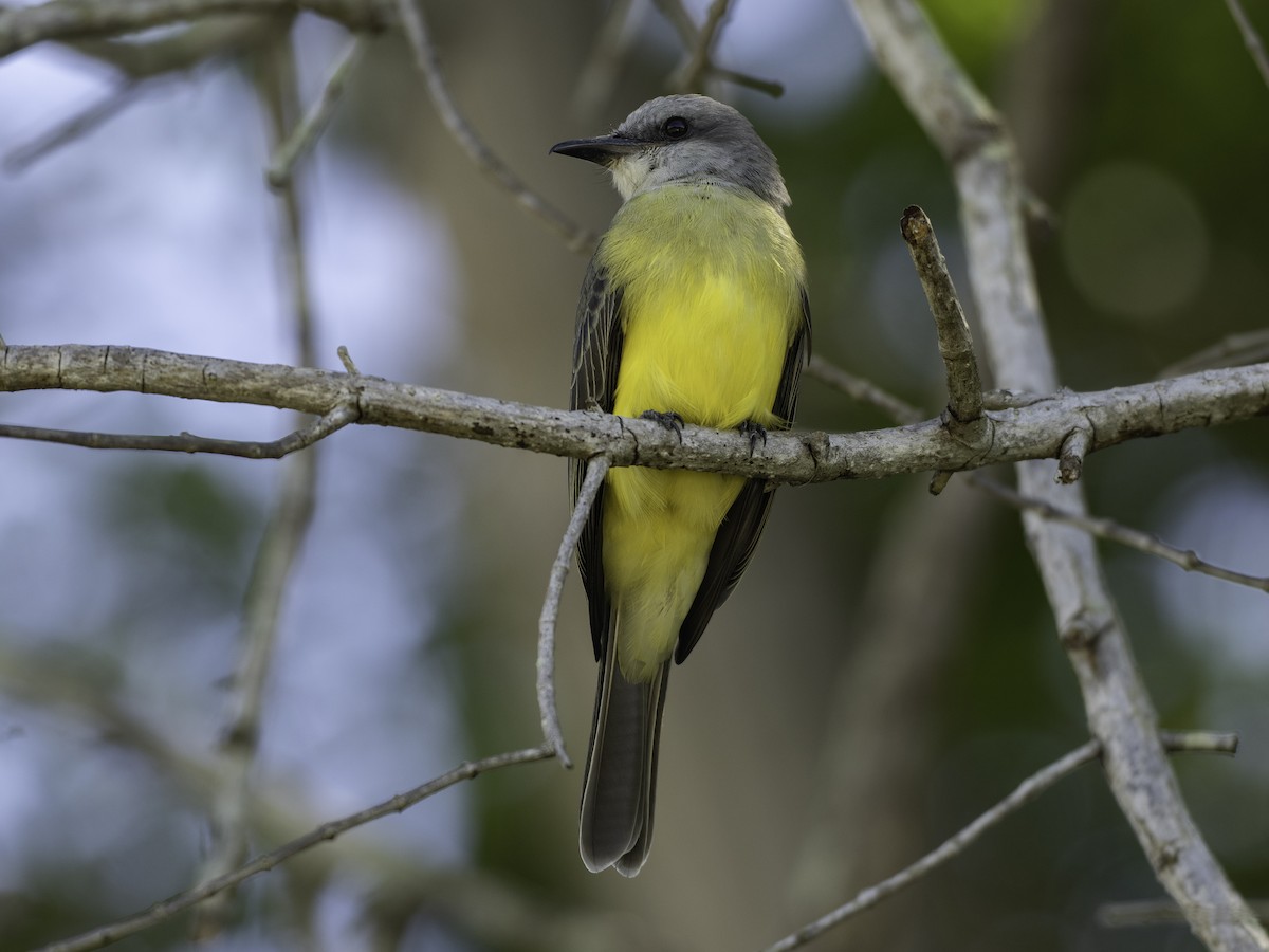 Tropical Kingbird - ML646444699